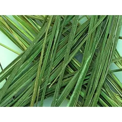 Trawka ŻUBRÓWKA EKOLOGICZNA NATURALNA NA 5-10 LITRÓW